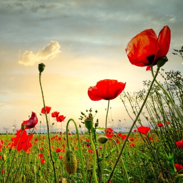 Mohnblume / Albrecht Fietz, www.pixabay.com Mohnblume