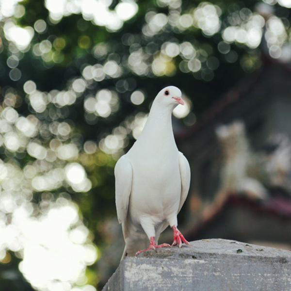 Firmung / © lehuudat/pixabay.com Firmung