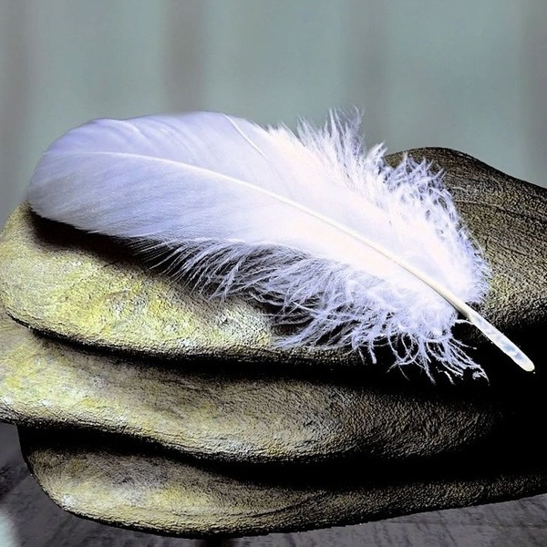 Feathers / © pixabay.com Feathers